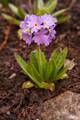 Primula denticulata IMG_9465 Pierwiosnek